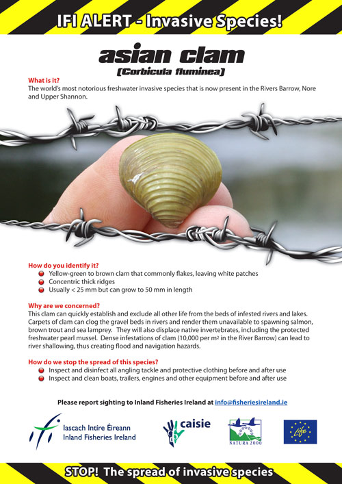 asian clam
