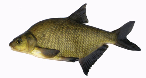 Common Bream