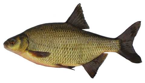 Photo: Roach x bream hybrid