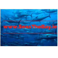 Logo for Seas The Bay Charter Logo for Seas The Bay Charter