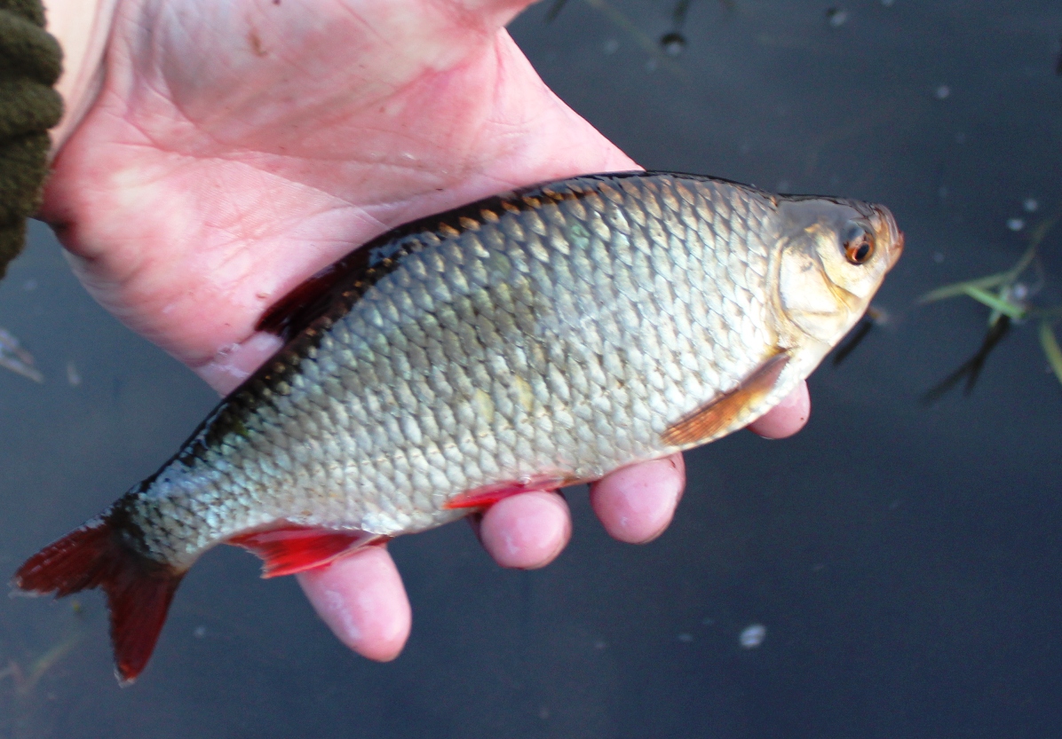 Catch and release for coarse fish