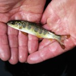 Salmon Parr
