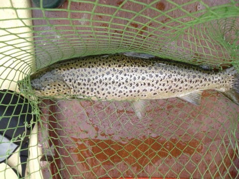 trout