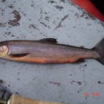 Arctic char