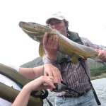 Brown trout