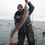 Conger eel