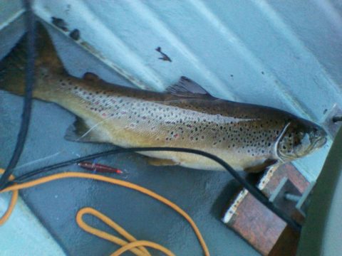 11.5 lb trout from Lough Melvin taken on a brown Devon Minnow