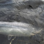 One of Brian's salmon goes back