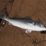 Bass No. 4, again lug was the bait