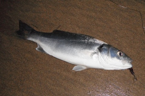 Bass taken on crab