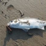 Bass for me not the seal !