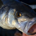 Rising tide into a glorious spring sunset, a great evening today with William and Richie. The fish were behind the waves riding in and out. All Illex equipment available at SEAi – Wexford