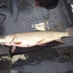 Roy's pike was weighed at 28.8lb and was 118cm