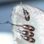 Sea Lice