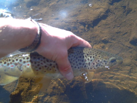 Trout in sunshine