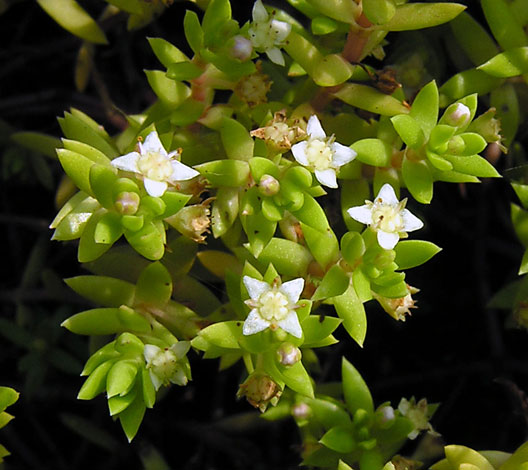 Crassula Helmsii - New Zealand pygmyweed