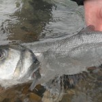 Danny's first bass of 2012