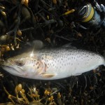 This sea trout fell for a Storm Sand Eel intended for a bass