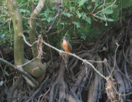 Canal Kingfisher