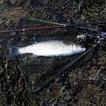 Specimen Mullet at 2.58kg