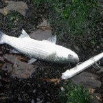 Mullet on  lure