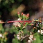 Red Damsel Fly