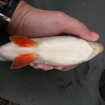 Full bellied Roach loaded with roe