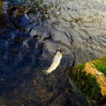 Trout caught on the River Boyne