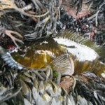 Hidden Wrasse