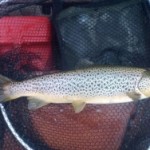 4lbs Sheelin Trout  31st March, 2012