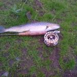 46cm Trout Lagan