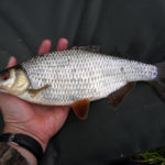 A good 1lb+ female roach