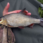 A good 1lb+ male roach