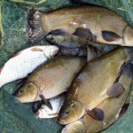 A small mixed bag