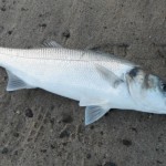 Bass_-_28th_April_2012