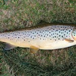 SPARE THE ROD Over fishing early-season brown trout means less healthy specimens like this brightly coloured, well-rounded 2lb fish, later on.