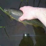 CLRELEASE