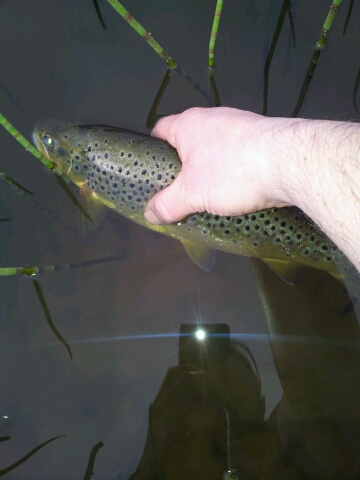 Colm Lynch Releases a nice Boyne Brown trout back to the River