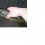 Colm Lynch releases a nice Boyne Brown Trout back to the River