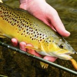 Clonanav trout from Suir 2