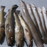 Some of the cod and ling caught on Prospector 1