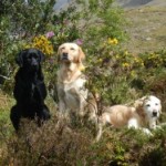 Delphi Dogs Graham, Ben & Fitz