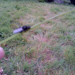 Hawthorne fly