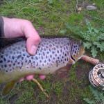 Fresh from the Lagan