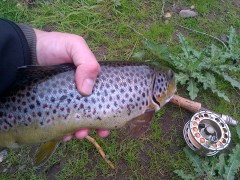 The thick set shoulders and depth of the Lagan trout