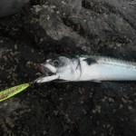Mackerel caught on a chartreuse Jig at distance