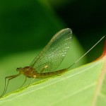Mayfly