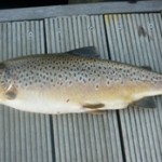 Great Feeding in Emy Produces Some Great Fish