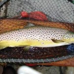 sheelintrout (2)