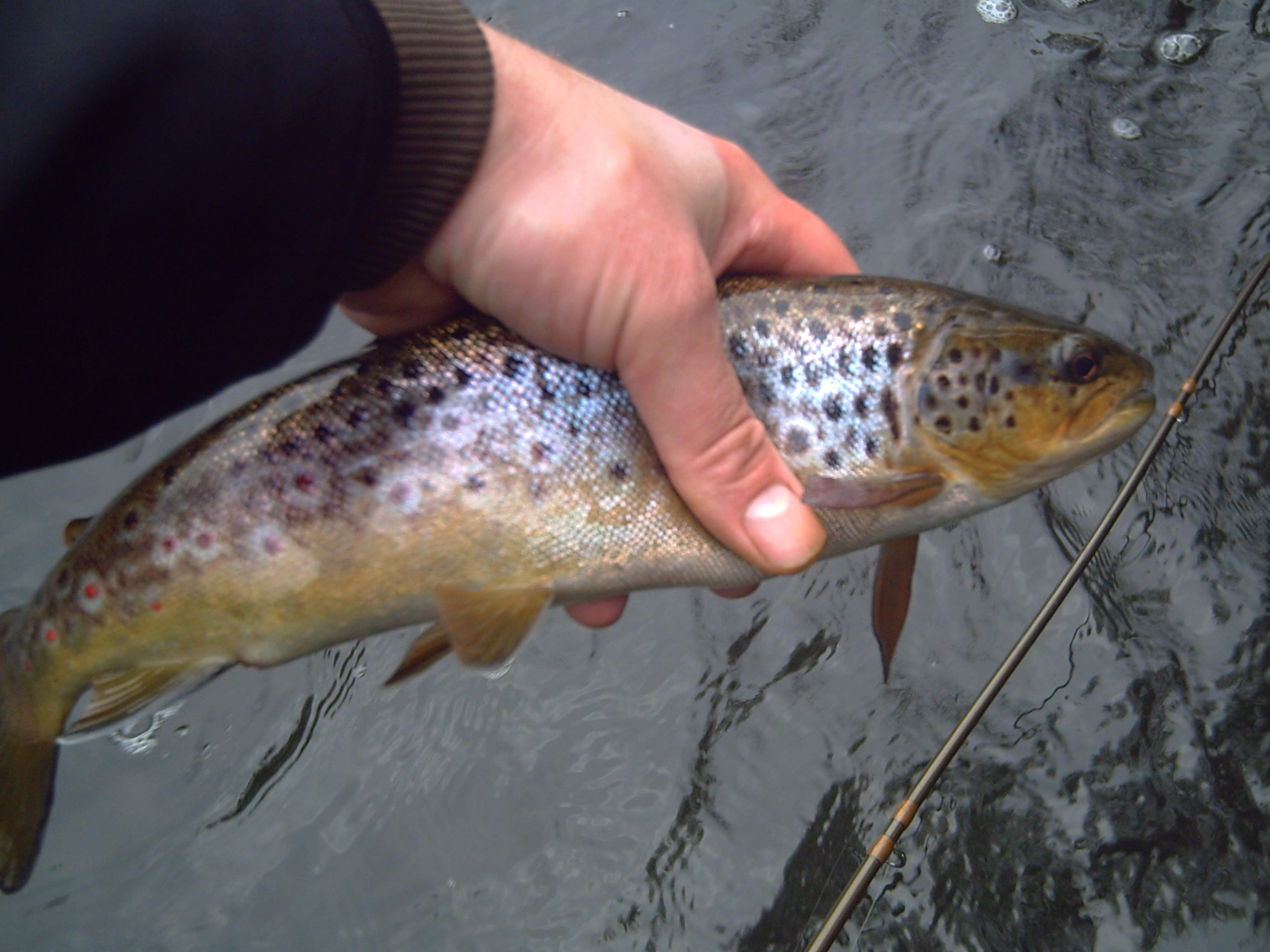 Evening and early mornings order of day on Lagan, Cusher, Callan and Bann Brown trout from the River Callan